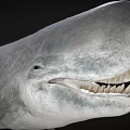 Detailed Prehistoric Shark Head Model With Sharp Teeth And Realistic Skin