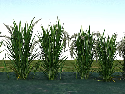 Green Tall Reed Plants Growing Along Water Edge With Blue Sky Background 3d model