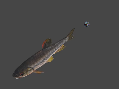 Realistic Fish Swimming With Colorful Small Ball In Gray Background 3d model
