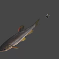 Realistic Fish Swimming With Colorful Small Ball In Gray Background