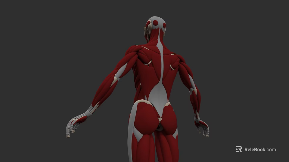 Human Body Organ System 3D Model With Detailed Muscular And Skeletal Structure 3d model 