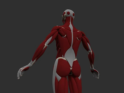 Human Body Organ System 3D Model With Detailed Muscular And Skeletal Structure 3d model