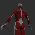 Human Body Organ System 3D Model With Detailed Muscular And Skeletal Structure