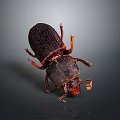 Dark Brown Beetle With Red Legs And Antennae On Dark Background