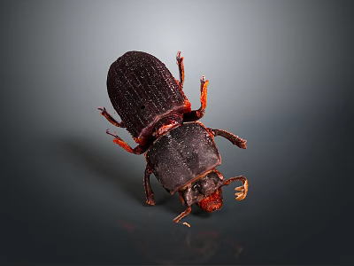 Dark Brown Beetle With Red Legs And Antennae On Dark Background 3d model