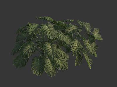 Lush Tropical Green Plant With Large Textured Leaves And Vibrant Foliage 3d model