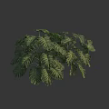 Lush Tropical Green Plant With Large Textured Leaves And Vibrant Foliage
