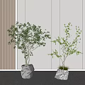 Potted Bonsai Trees with Green Foliage in Stone Planters for Modern Indoor Decor