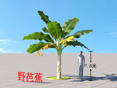 Wild Banana Tree With 1.8 Meters Height And Human Figure For Scale 3d model