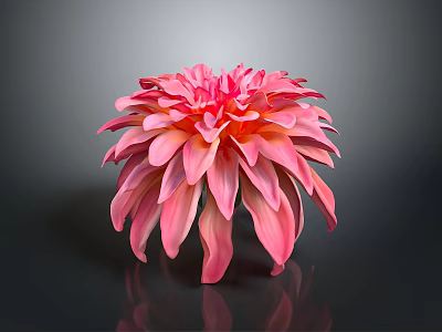 Pink Dahlia Flower With Vibrant Petals In Full Bloom Against Gray Background 3d model