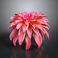 Pink Dahlia Flower With Vibrant Petals In Full Bloom Against Gray Background