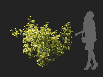 Rosa prickly rose flower shrub vine climbing vine climbing wall plant flower ivy wall creeper rose 3d model