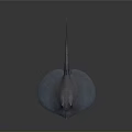 Blue Ray With Flat Body And Long Tail In Gray Background 3D Rendering