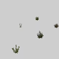 Diverse Flower and Plant Varieties Featuring Pink White Purple Blooms and Lush Green Foliage