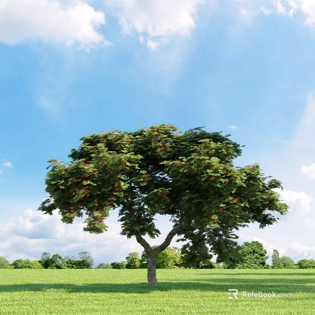 Lush Green Arbor Tree With Red Blossoms Under Blue Sky White Clouds and Green Grass 3d model 