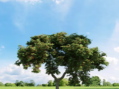 Lush Green Arbor Tree With Red Blossoms Under Blue Sky White Clouds and Green Grass 3d model