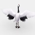 Red-crowned Crane With White Feathers Black Wing Edges Red Crown And Spreading Wings