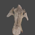 University of Wyoming Prehistoric Fossil Skull With Detailed Bone Structure