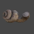 Unique Ancient Spiral Seashell Fossil With Detailed Texture On Dark Background