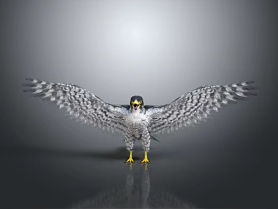Modern Eagle Falcon Eagle 3d model
