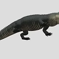 Realistic Crocodile With Detailed Scaled Body And Long Tail On White Background