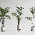 Different Bonsai Plant Varieties With White Pots And Wooden Stands On White Background
