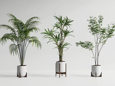 Different Bonsai Plant Varieties With White Pots And Wooden Stands On White Background 3d model