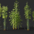 Green Bamboo Plants With Various Heights Tall Stems And Fresh Green Leaves