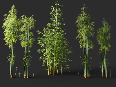 Green Bamboo Plants With Various Heights Tall Stems And Fresh Green Leaves 3d model