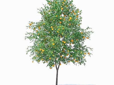 Lush Tree with Straight Trunk and Abundant Orange Fruits Among Green Branches and Leaves 3d model