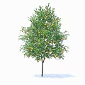 Lush Tree with Straight Trunk and Abundant Orange Fruits Among Green Branches and Leaves