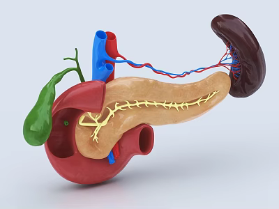 Detailed 3D Anatomy Model of Abdominal Organs Including Stomach Gallbladder Pancreas Kidney and Blood Vessels 3d model
