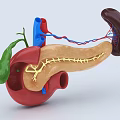 Detailed 3D Anatomy Model of Abdominal Organs Including Stomach Gallbladder Pancreas Kidney and Blood Vessels
