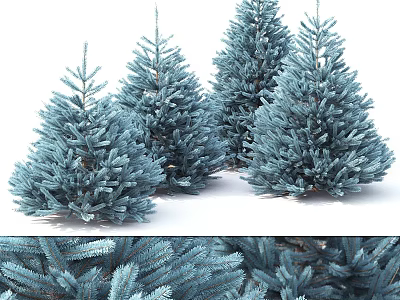Blue Pine Trees With Lush Evergreen Foliage In Natural Garden Setting 3d model