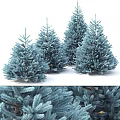 Blue Pine Trees With Lush Evergreen Foliage In Natural Garden Setting