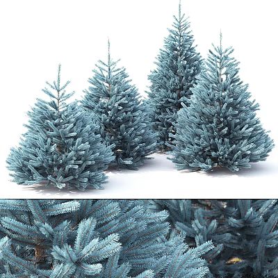 Blue Pine Trees With Lush Evergreen Foliage In Natural Garden Setting 3d model
