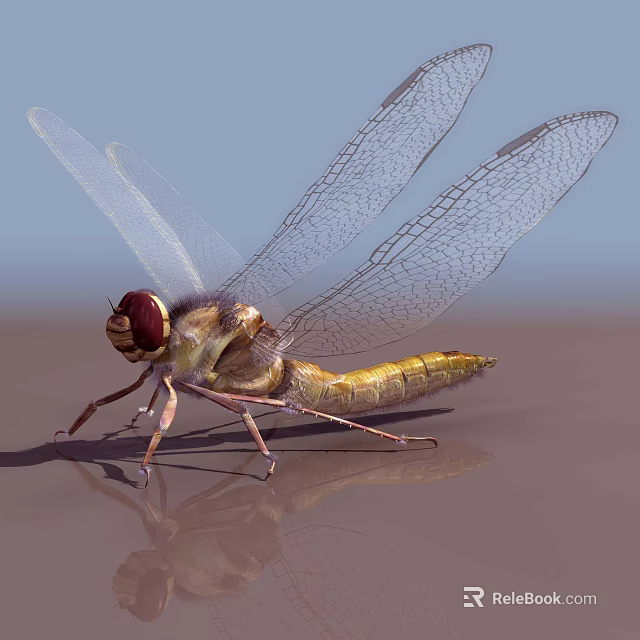Flying Dragonfly with Transparent Wings Red Eyes and Yellow Body Perched on Reflective Surface 3d model 