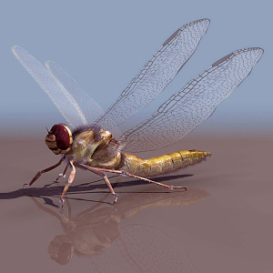 modern dragonfly 3d model