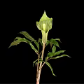 Green Spathe Plant With Tall Stem And Fresh Leaves On Black Background
