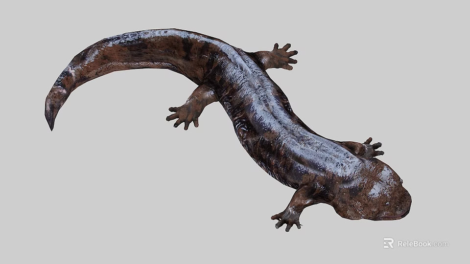 Giant Salamander Aquatic Animal With Long Body Spotted Rough Skin And Webbed Feet 3d model 