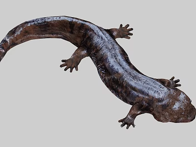 Giant Salamander Aquatic Animal With Long Body Spotted Rough Skin And Webbed Feet 3d model
