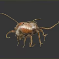 Detailed View Of Reddish Brown Cockroach With Long Antennae And Legs On Dark Background