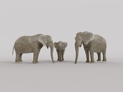 Three Gray Elephants Family Group With Adult And Baby Standing Against White Background 3d model