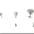 Various Arbor Varieties With Diverse Foliage Shapes And Exposed Root Structures 3d model