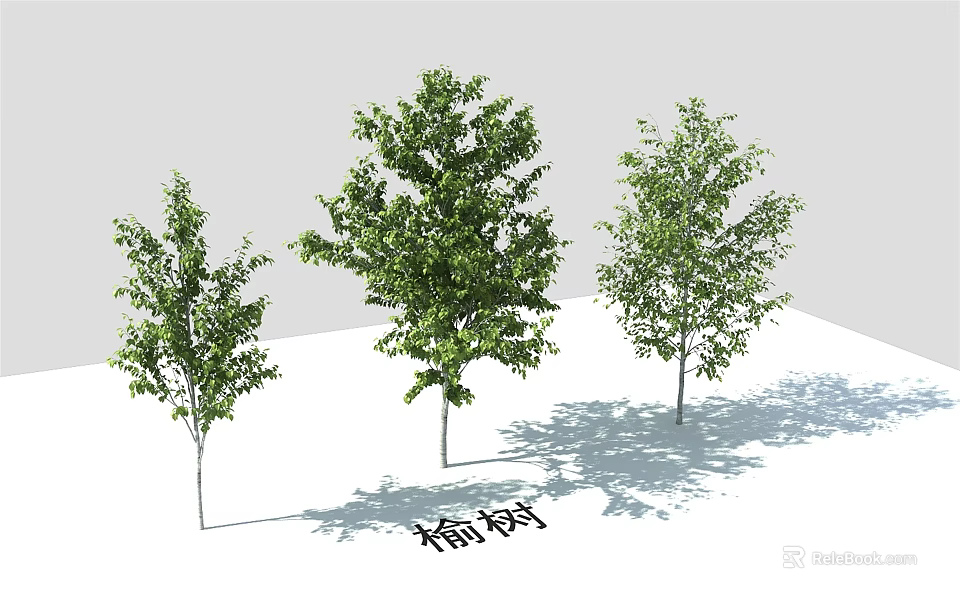 Three Elm Trees With Green Foliage And White Trunks On White Surface 3d model