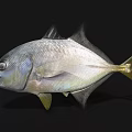 Silver Colored Marine Fish Featuring Yellow Tail And Fins In High Definition Close Up