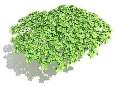 Modern plant French loquat 3d model Modern plant French loquat 3d model