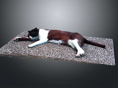 Black White And Brown Cat Lying Stretched Out On Pebble Covered Mat With Gray Background 3d model