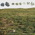 Natural Green Grass Area With Brown Fallen Leaves And Scattered Stones
