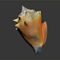 Colorful Spiky Conch Shell With Yellow White Hue On Dark Background